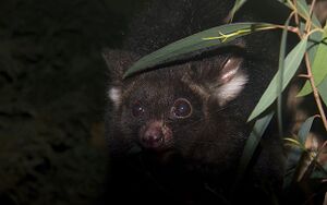 大袋鼯 生物 1.jpg