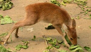 獐 生物 1.jpg