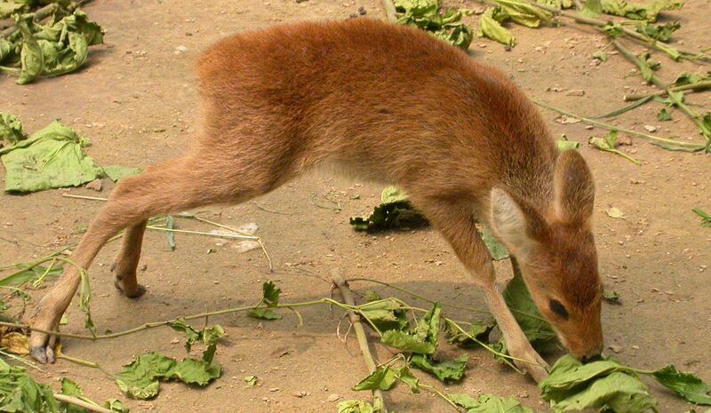 文件:獐 生物 1.jpg