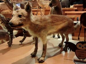 日本狼 生物 1.jpg