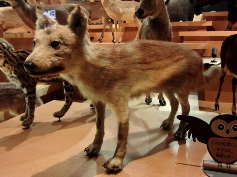 文件:日本狼 生物 1.jpg