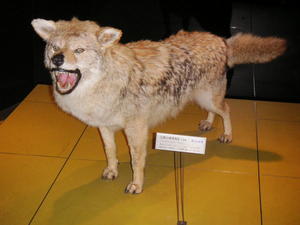北海道狼 生物 1.png
