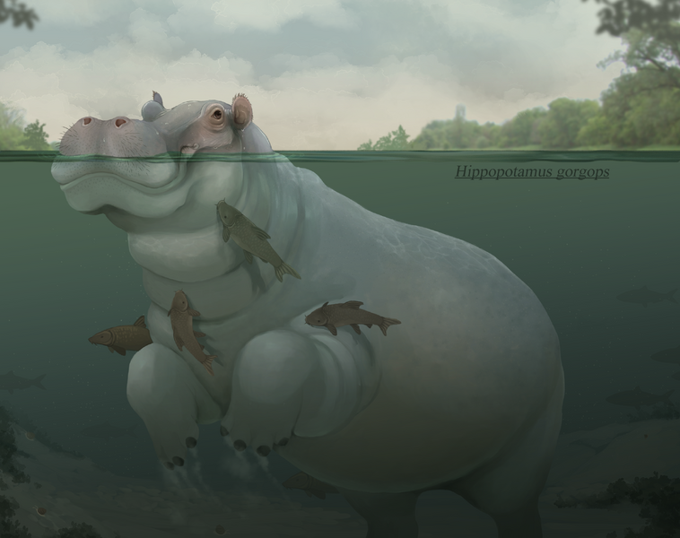 文件:戈耳工河马 生物 1.png