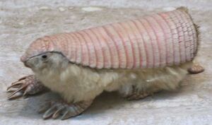 倭犰狳 生物 1.jpg