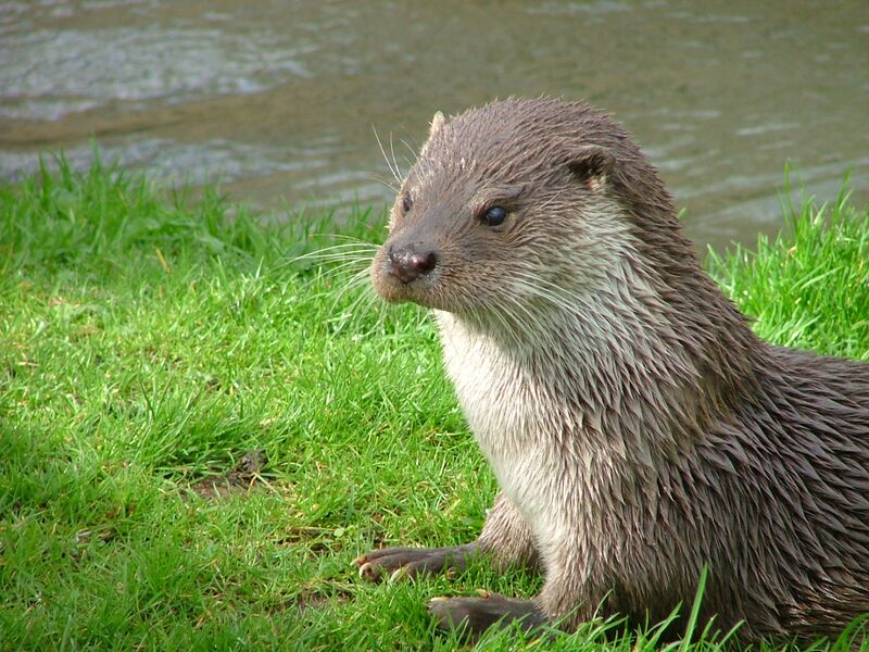 文件:欧亚水獭 生物 1.jpg