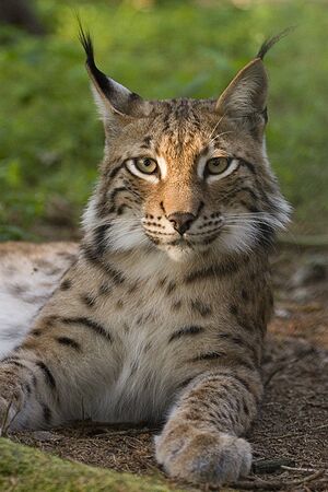 猞猁 生物 1.jpg