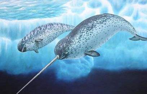 一角鲸 生物 1.png