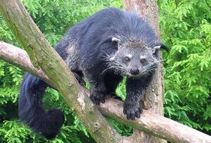 熊狸 生物 1.jpg