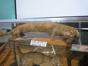 日本水獭 生物 1.jpg