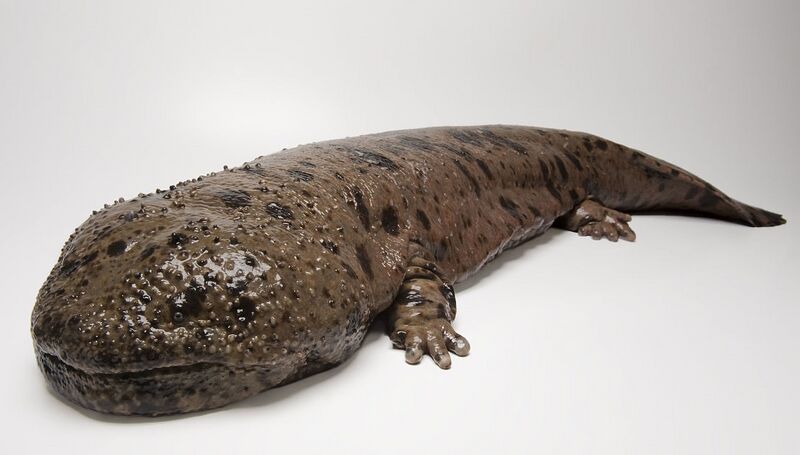文件:日本大鲵 生物.jpg