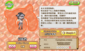 冠海豹 动物朋友(nexon游戏) 1.png