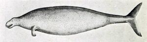 斯特拉海牛 生物 1.jpg