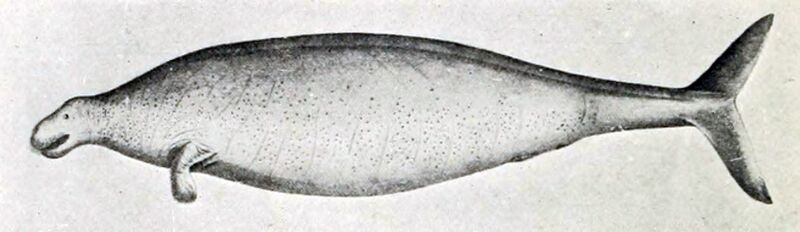 文件:斯特拉海牛 生物 1.jpg