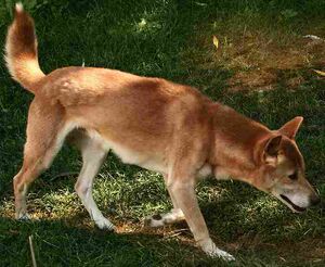 新几内亚唱歌犬 生物 1.jpg