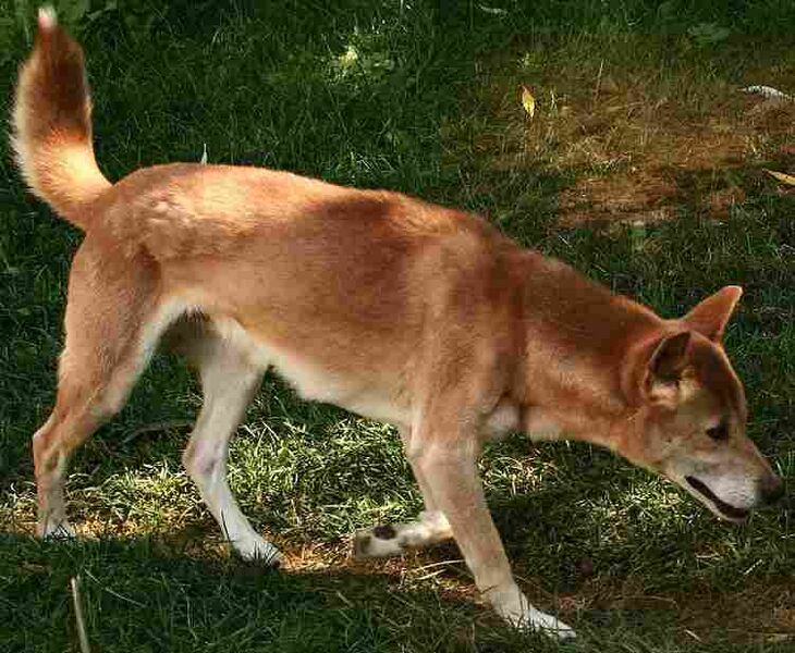文件:新几内亚唱歌犬 生物 1.jpg