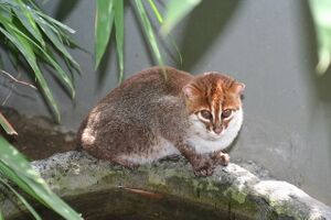 扁头豹猫 生物 1.jpg